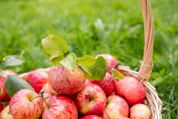 Mele biologiche in cesto in erba estiva Mele fresche in naturaFrutti da giardino maturi frutta appena raccolta pronta per essere mangiata Raccolta autunnale autunnale