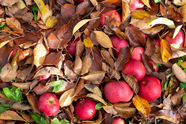 Mele cadute in un concetto autunnale di frutteto