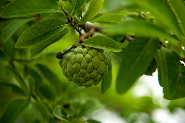 Mele cannella che crescono su un albero