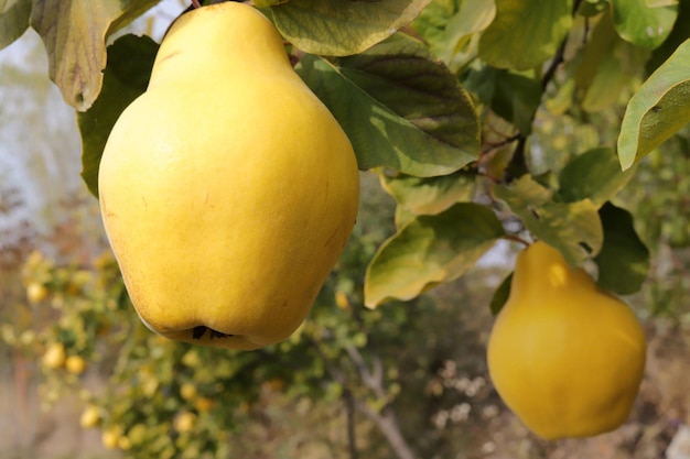 Mele cotogne gialle mature nel frutteto