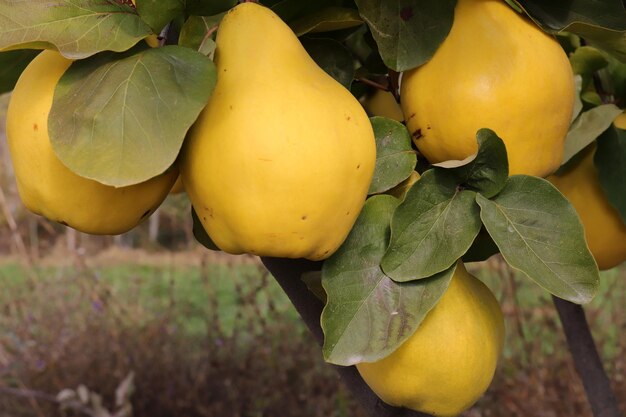 Mele cotogne gialle mature nel frutteto