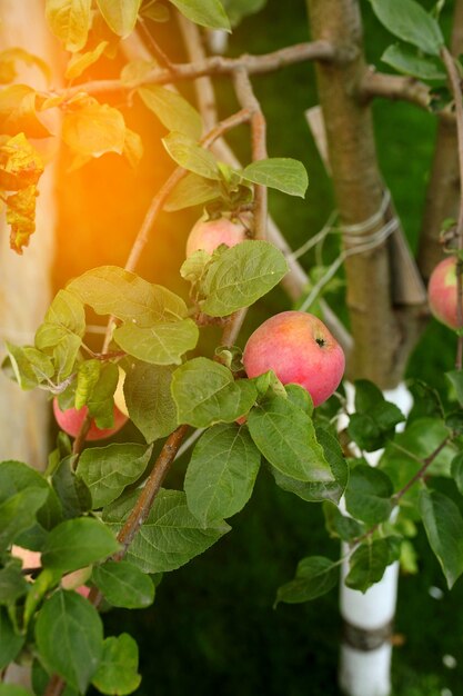 Mele deliziose lucide che pendono da un albero