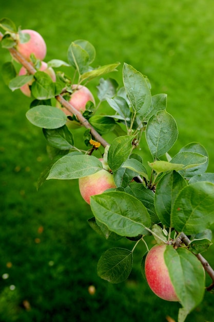 Mele deliziose lucide che pendono da un albero