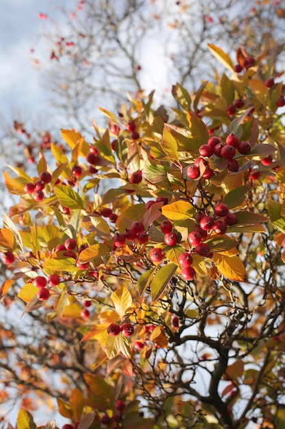 Mele di paradiso su un albero in una giornata di sole autunnale