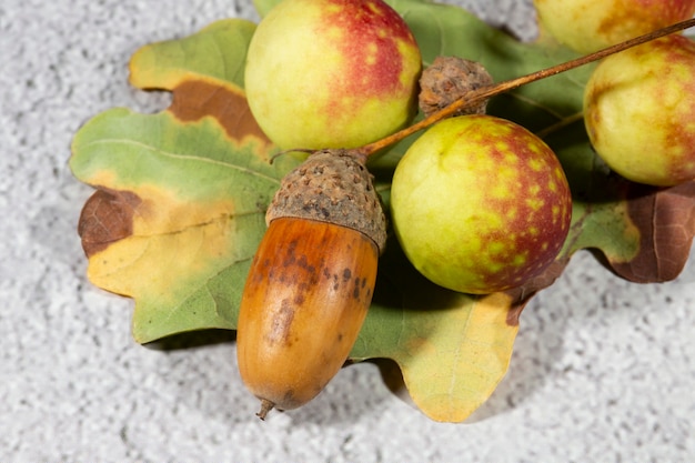 Mele di quercia sul lato inferiore di una foglia di quercia