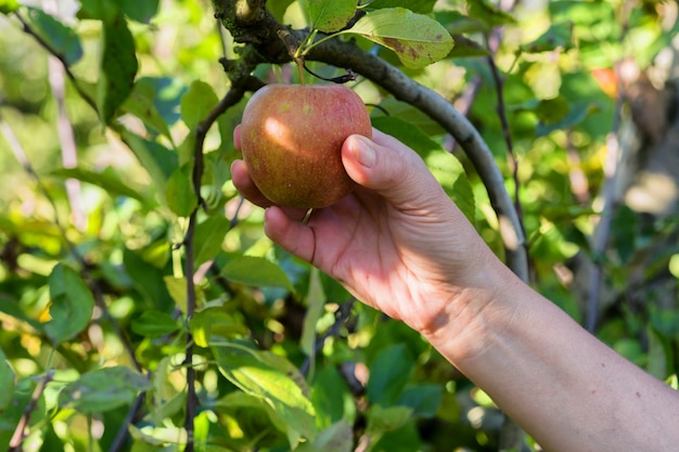 Mele di raccolto della donna nel frutteto