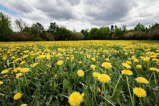 Mele e denti di leone nel Parco Kolomenskoye a Mosca