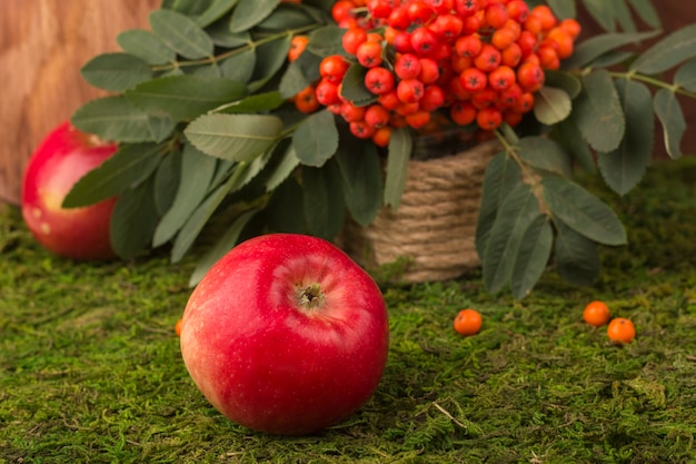 Mele e frutti maturi della cenere di montagna rossa con le foglie verdi