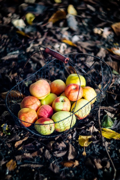 Mele fresche autunnali biologiche nel cesto di metallo e plaid caldo e accogliente a terra in giardino