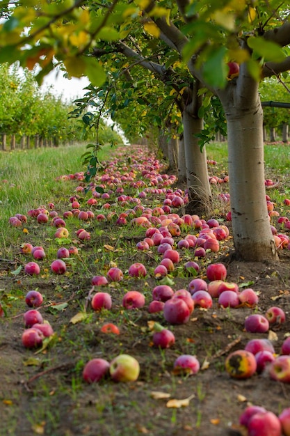 Mele fresche dal frutteto.