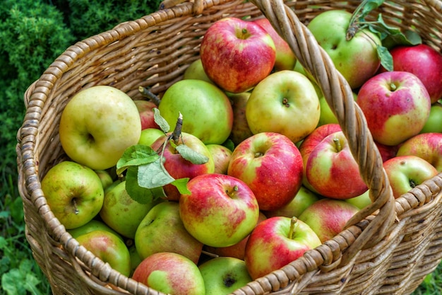 Mele fresche in un cesto in un giardino estivo in campagna