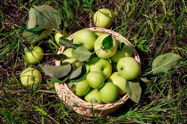 Mele fresche mature nel carrello sull'erba verde Concetto di raccolta