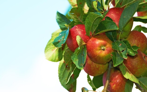 Mele fresche Mele fresche in ambiente naturale su sfondo bianco