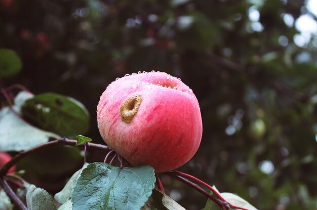 Mele fresche rosse su un albero in un giardino in estate.