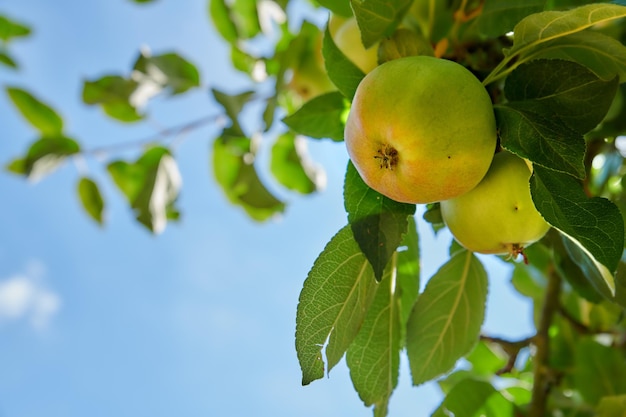 Mele fresche una giornata di sole in giardino Mele fresche nel mio giardino un pomeriggio di sole