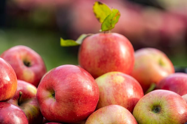 Mele in giardino. Stagione del raccolto autunnale nei frutteti. Messa a fuoco selettiva sul mucchio di mele. Avvicinamento