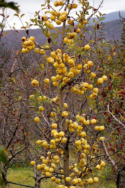 Mele lucenti appese a un ramo di un albero in un frutteto di mele