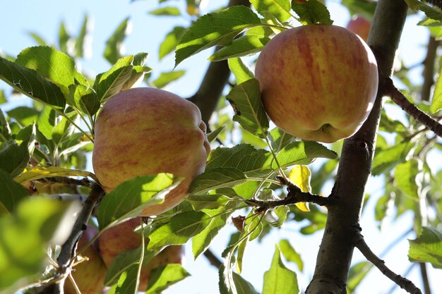 Mele mature appese a un albero