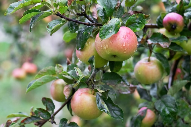 Mele mature con gocce di pioggia sull'albero Coltivazione delle mele