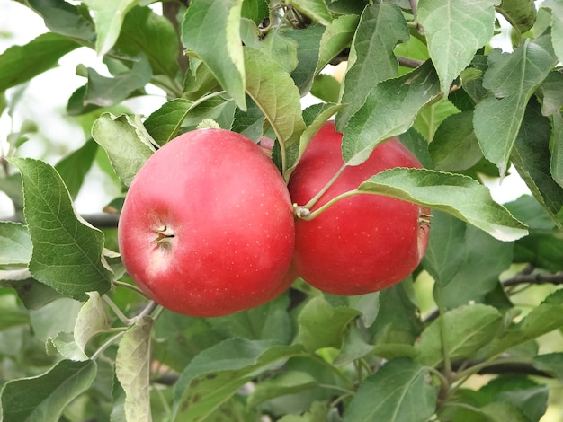 Mele mature del meleto nel giardino pronte per il raccolto