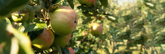 Mele mature del meleto nel giardino pronte per il raccolto