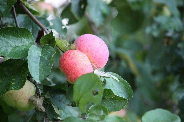 Mele mature fresche in giardino in estate