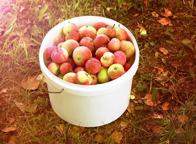 Mele mature fresche in una tazza grande nel giardino estivo