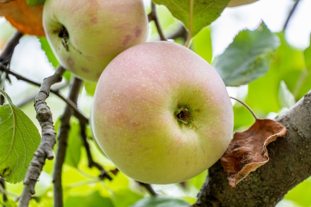 Mele mature fresche su un ramo con foglie