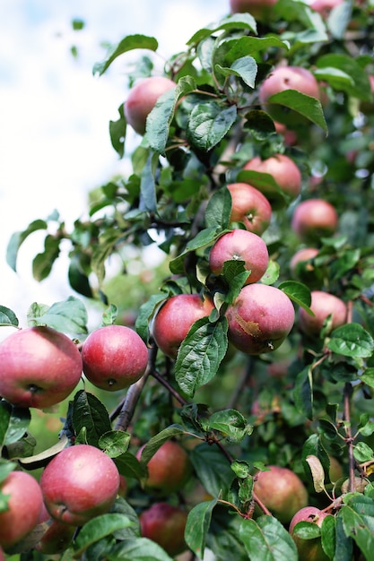 Mele mature fresche sull'albero nel giardino di estate. Raccolta delle mele