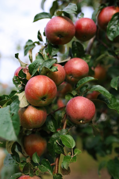 Mele mature fresche sull'albero nel giardino di estate. Raccolta delle mele
