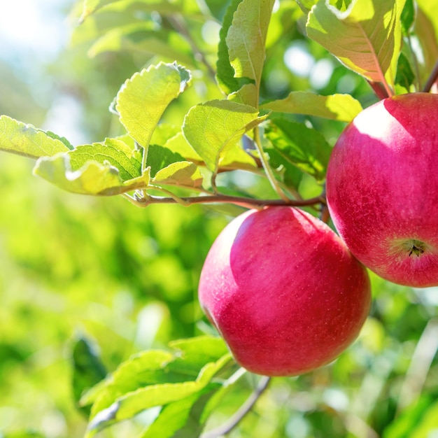 Mele mature gialle nel melo del frutteto Golden Delicious