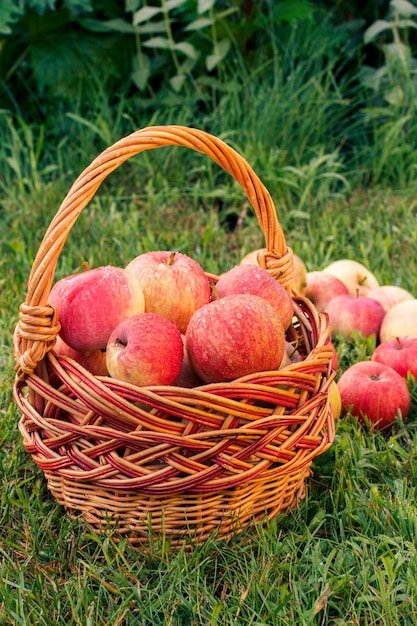 Mele mature rosse in un canestro di vimini e su erba verde nel frutteto.