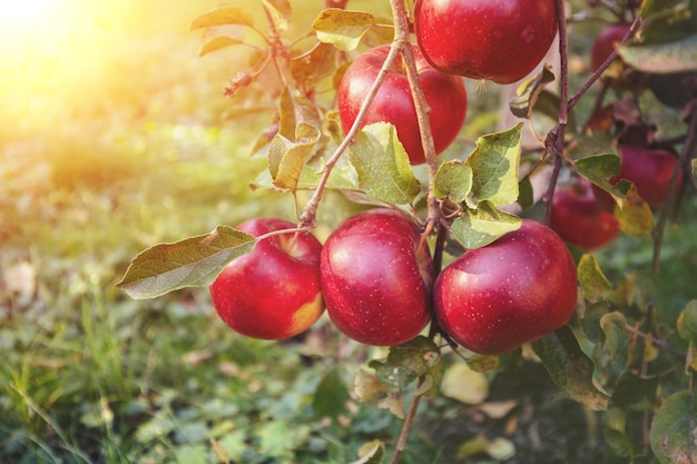 Mele mature rosse su un ramo di melo nel frutteto