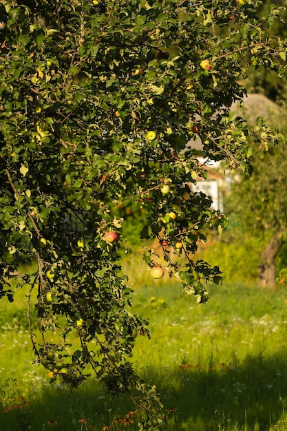 Mele mature su un melo in giardino