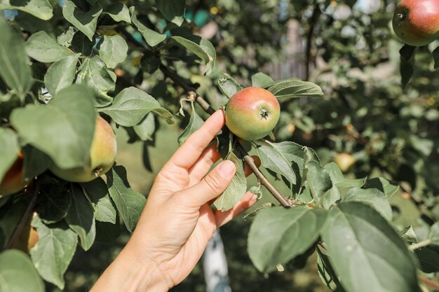 Mele mature, succose e dolci sui rami. Raccolta, giardinaggio