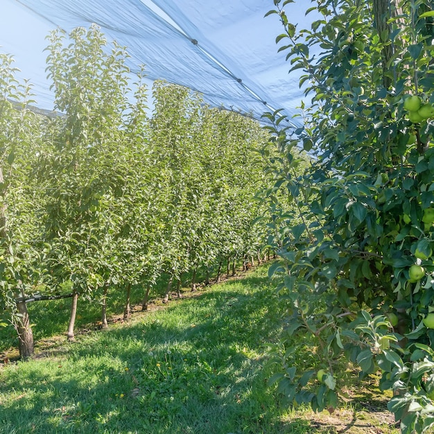 Mele nel frutteto, alberi di mele, mele mature