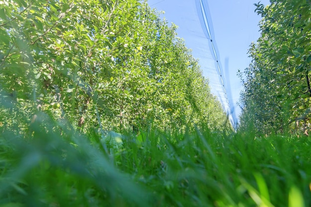 Mele nel frutteto, alberi di mele, mele mature