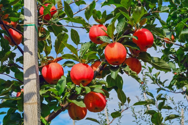 Mele organiche, mature, succose sui rami degli alberi nel giardino