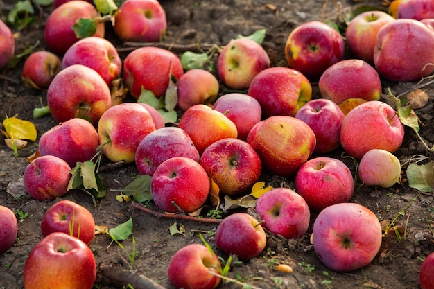 Mele raccolte pronte per essere raccolte dal frutteto nella Repubblica di Moldova..