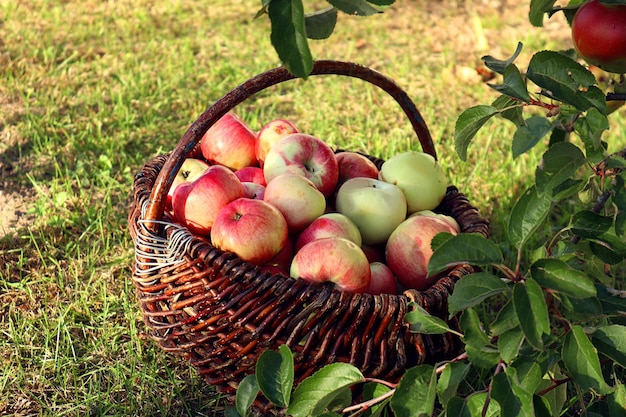 Mele rosa mature del raccolto ricco di autunno in un cestino vicino a un ramo di mela nel primo piano del giardino