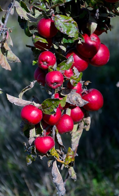 mele rosse biologiche