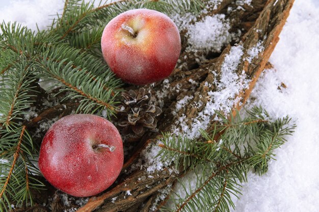 Mele rosse con ramo di abete sulla corteccia nella neve da vicino