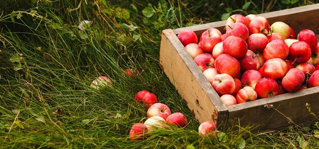 mele rosse e gialle in scatola di legno su erba verde.