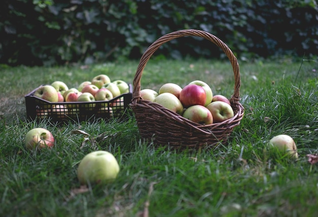 Mele rosse e verdi appena raccolte in cestini su erba verde