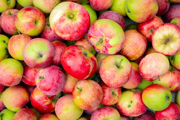 Mele rosse e verdi sullo sfondo di mele mature