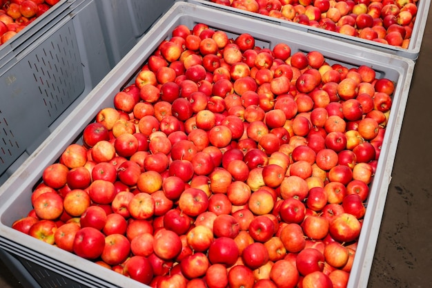 Mele rosse in scatole nella conservazione delle verdure