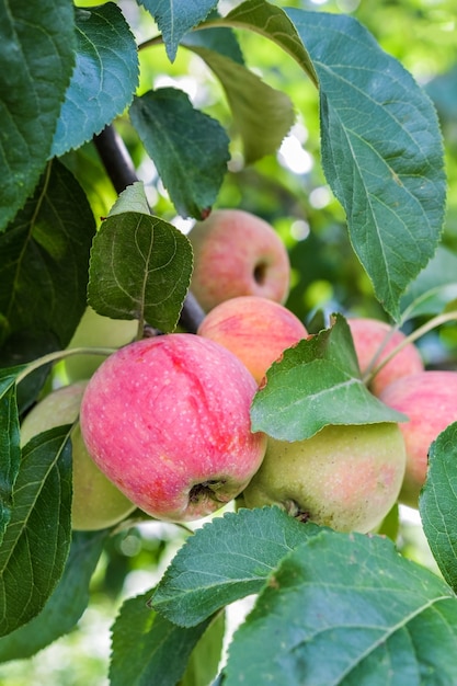 mele rosse mature appese al ramo di un melo in giardino
