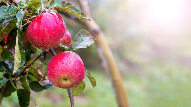 Mele rosse mature con gocce di pioggia in giardino su un albero, copia spazio