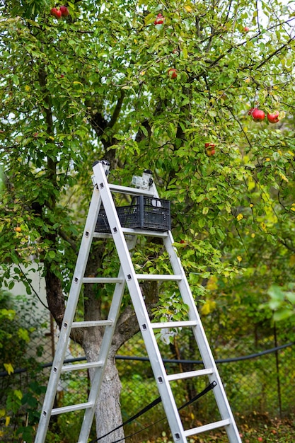 Mele rosse mature e succose appese all'albero in giardino Giornata di sole estivo nel giardino di frutta Concetto di agricoltura