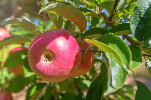 Mele rosse mature in frutteto, melo